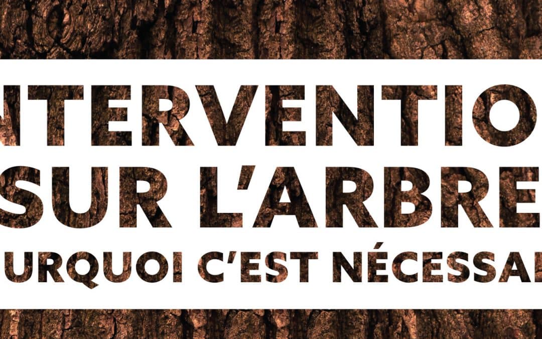 bandeau-intervention-arbres